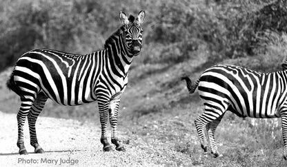 Blue Zebra Zip-up Jumpsuit